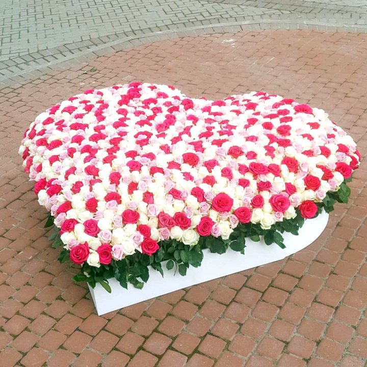 555 роза  в Элисте