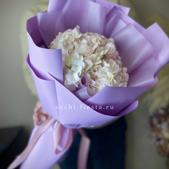 Гортензия розовая в Элисте