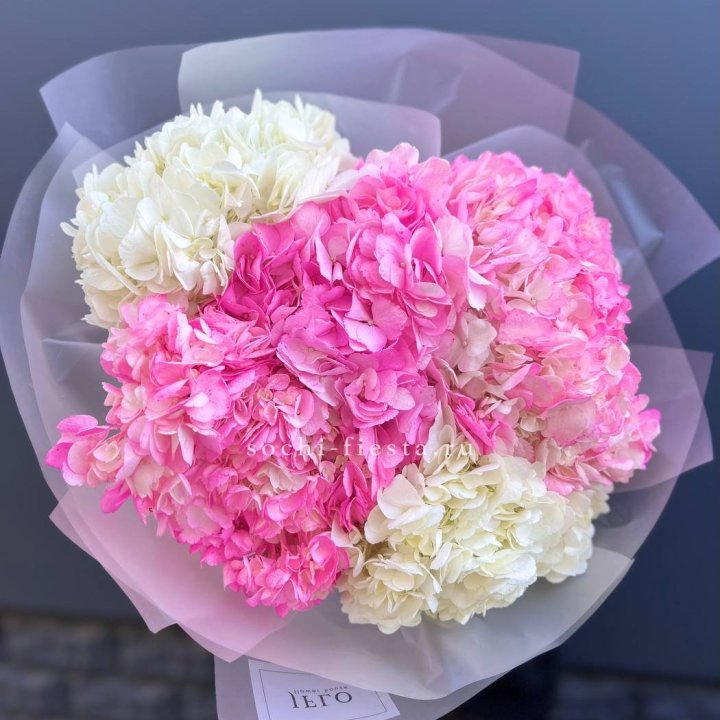 5 бело-розовых гортензий в Элисте