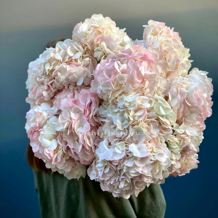 Охапка розовой гортензии в Элисте