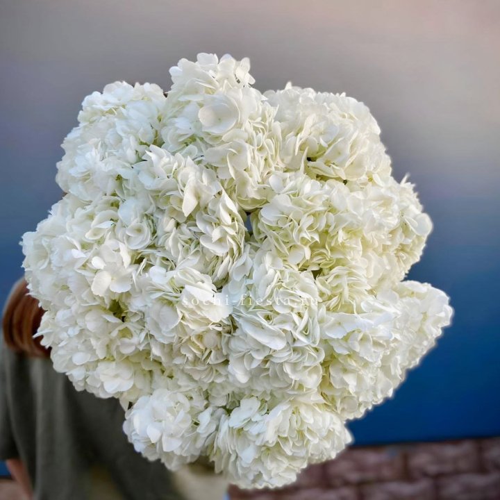 Охапка белой гортензии в Элисте