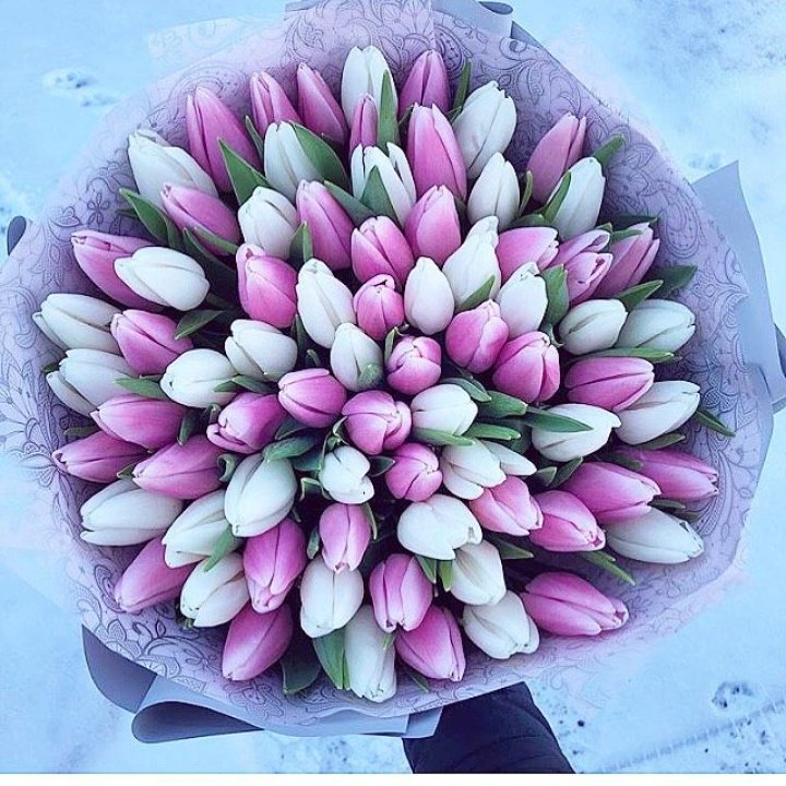 101 тюльпан "Лолипоп" в Элисте